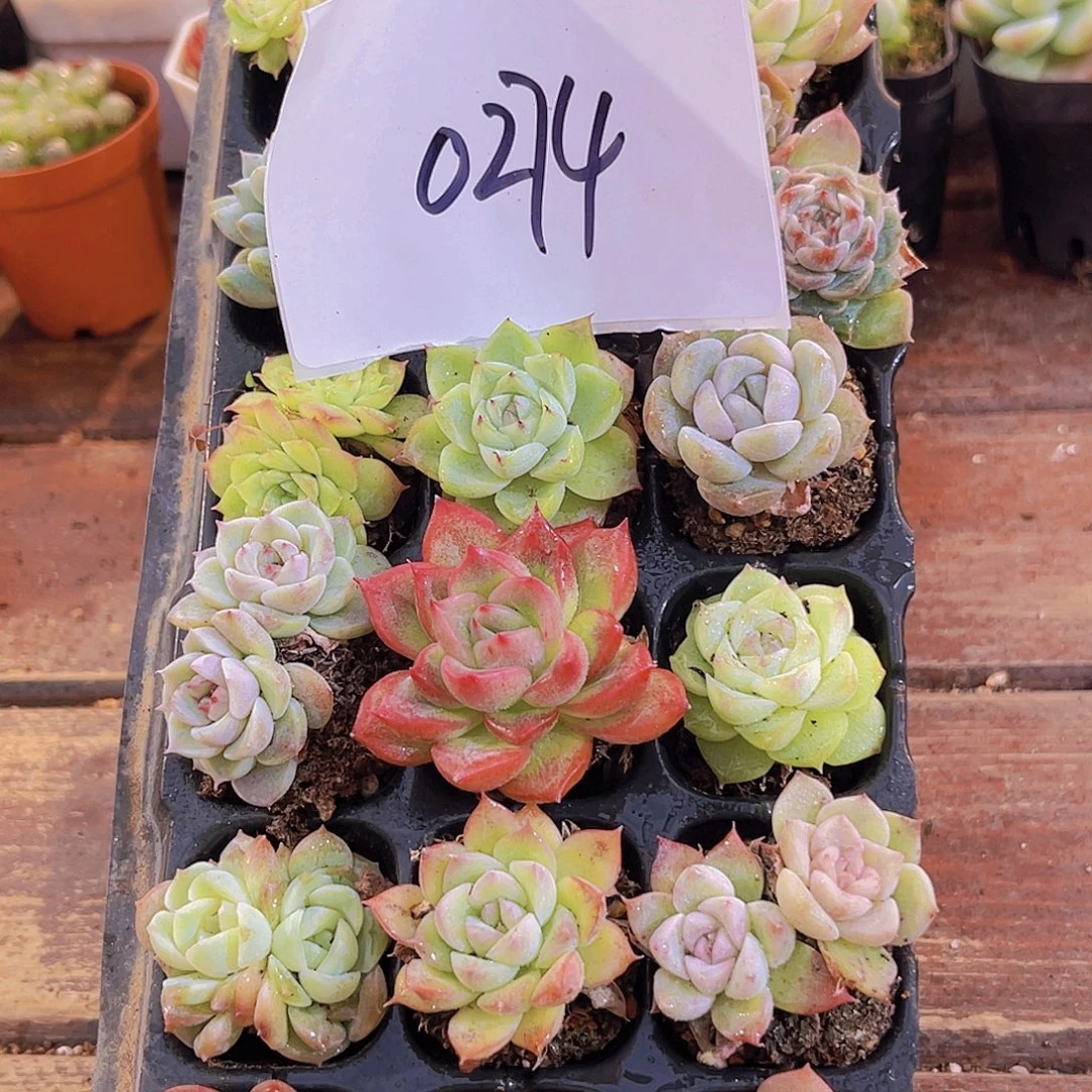 一物一拍0274福利21颗