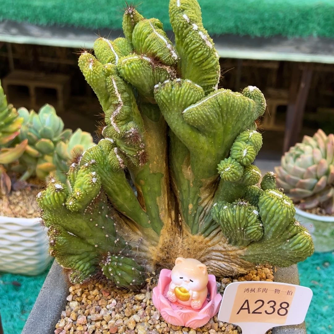 麒麟，，，，，， ，，，，，，，，