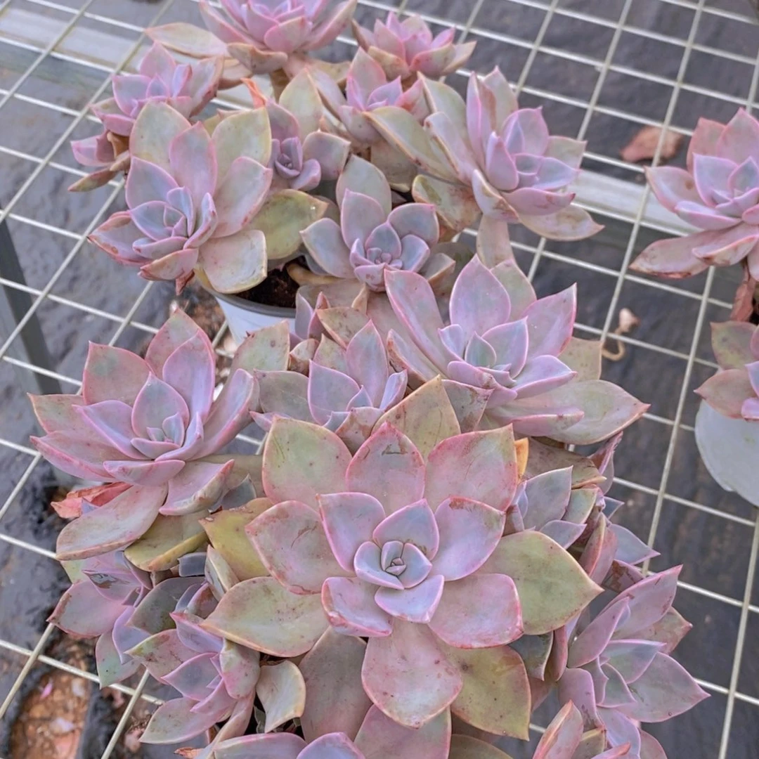 中国初恋多头多群生两盆