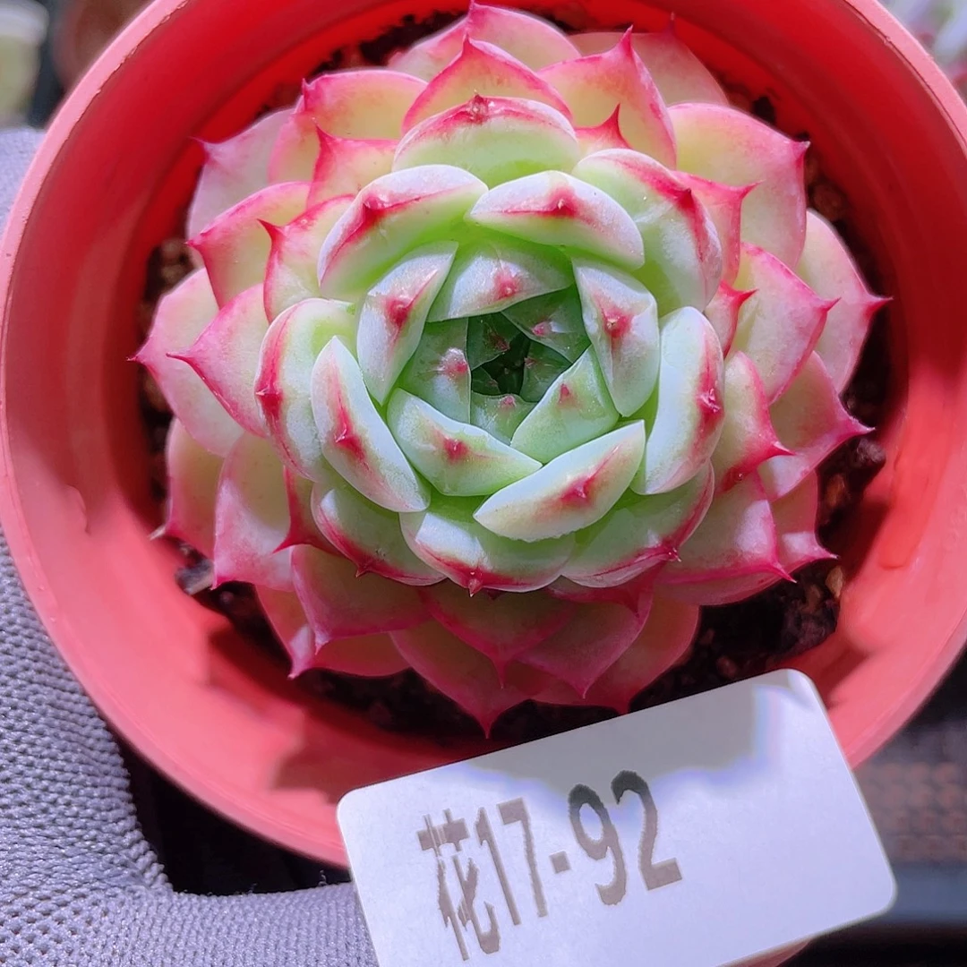 花利美17-92薄荷冰沙