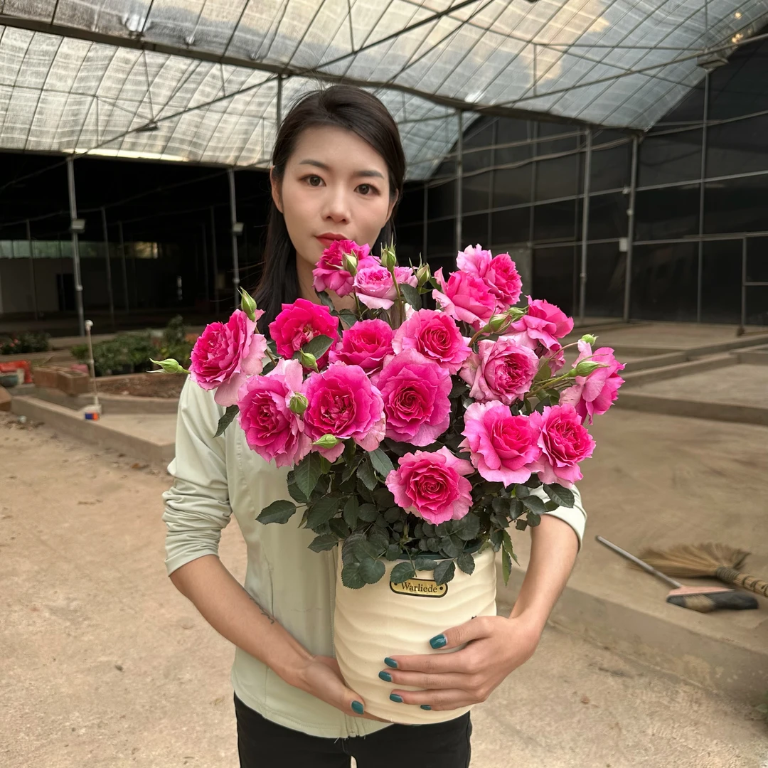 天方夜谭月季爬藤月季阳台庭院绿植观景花盆景盆栽美观带花卉植物