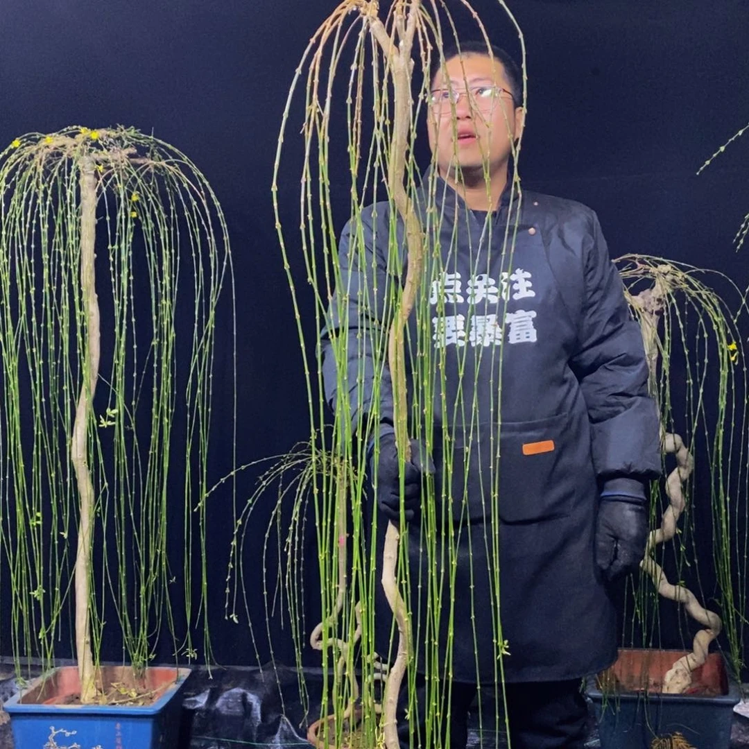 三台迎春，一物一拍，