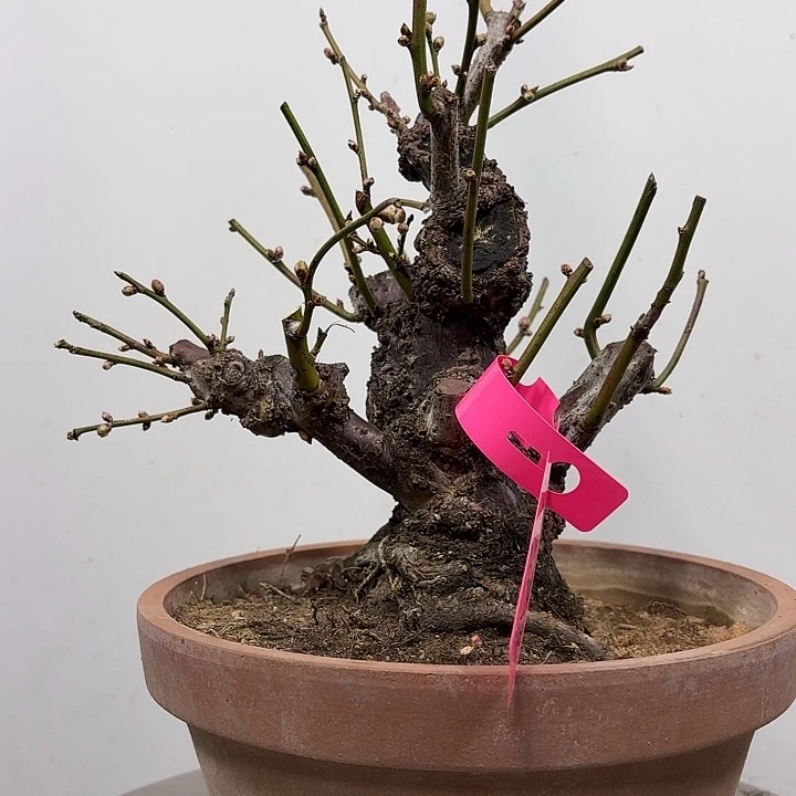 无花朵龙游梅花开花落花满天
