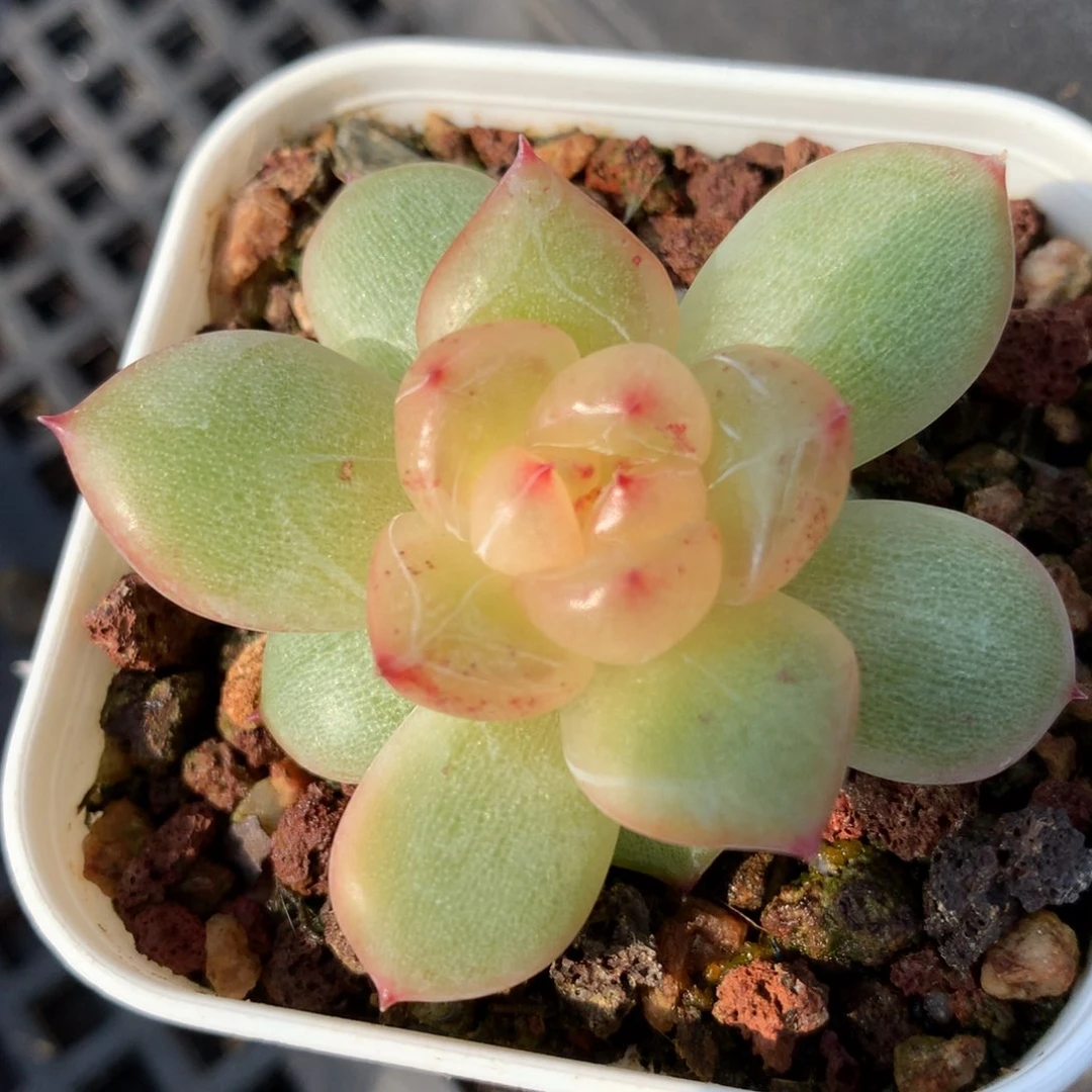 0627-515 珍妮优选