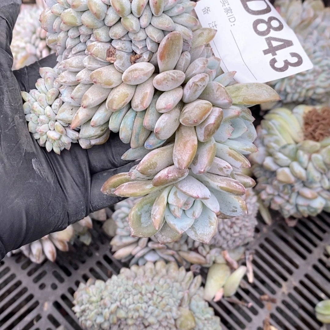 雨***843 石榴籽突尼斯缀