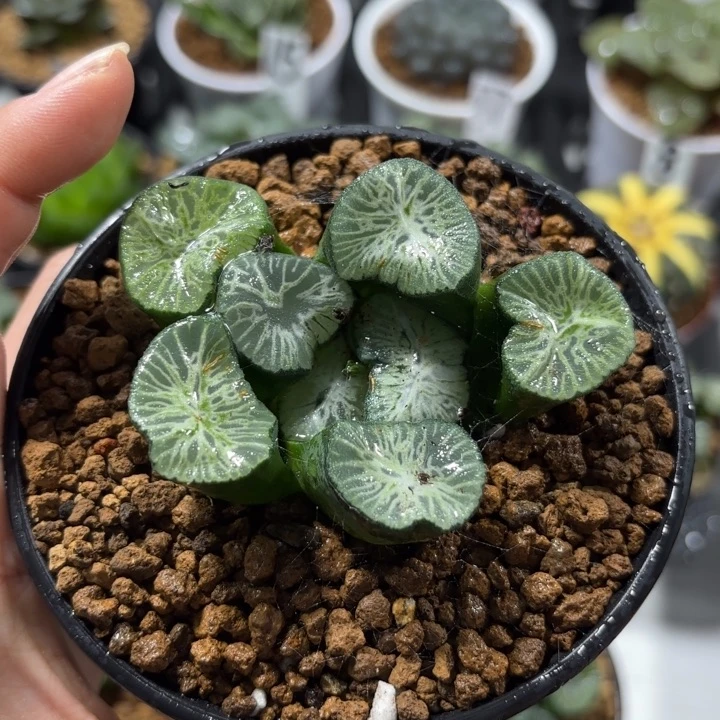 母本翡翠龙多肉植物