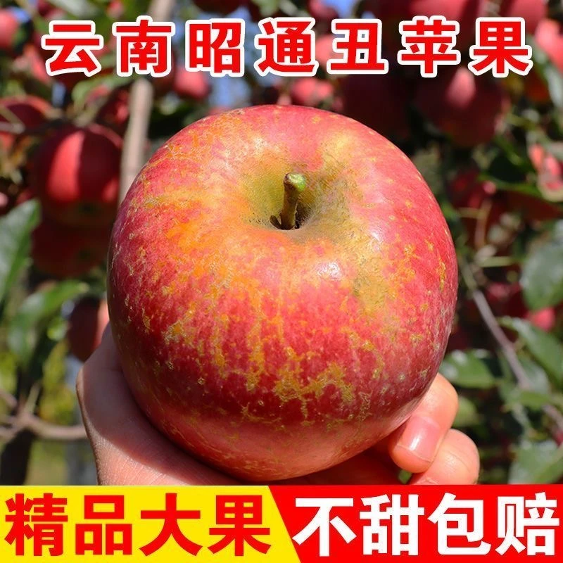 正宗昭通冰糖心丑苹果产地直采鲜脆好吃多汁