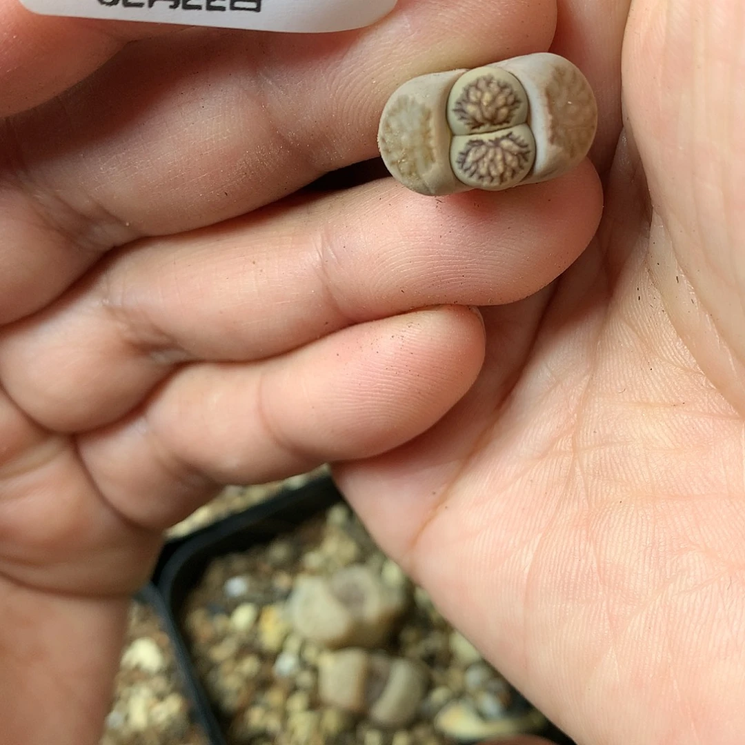 X540多肉植物保护