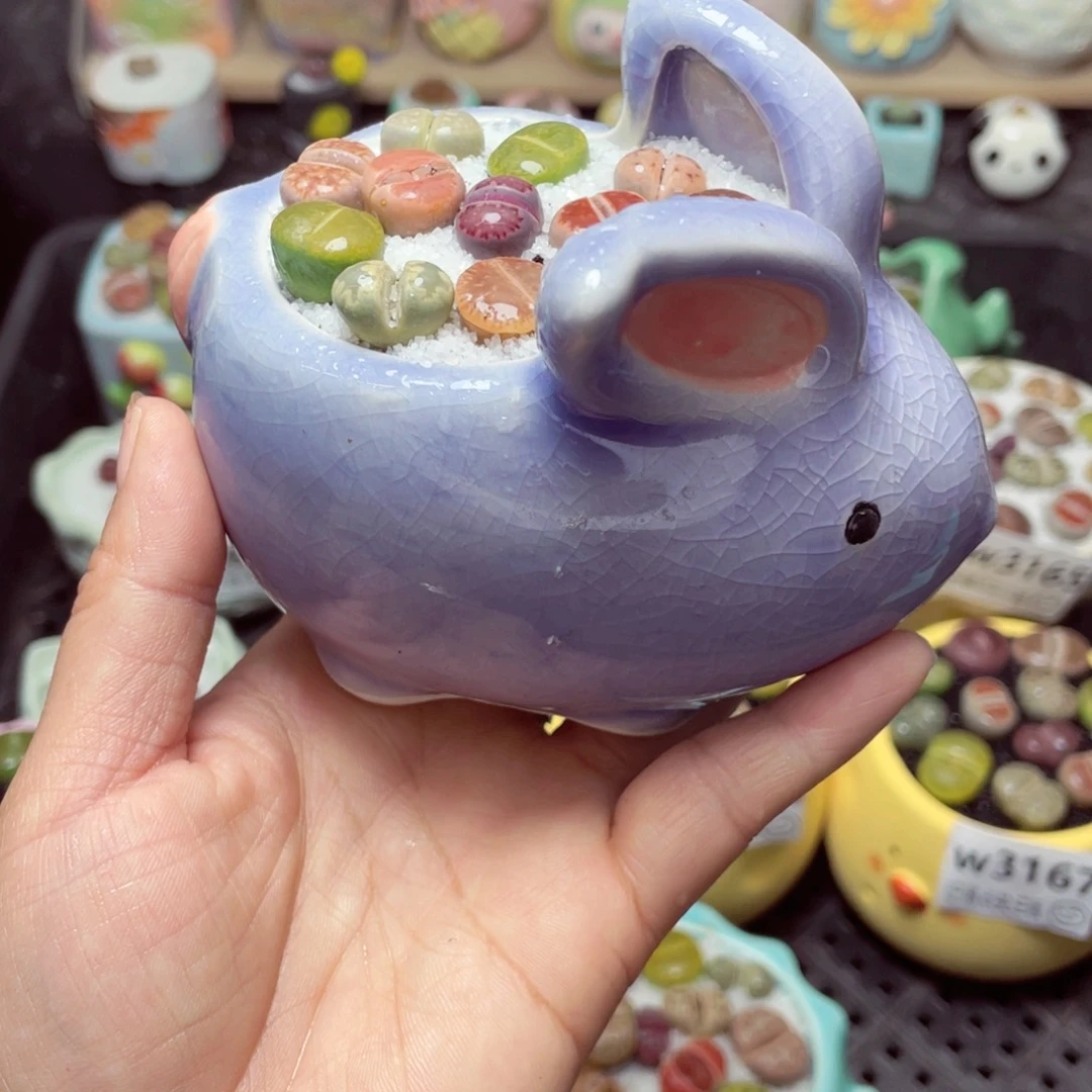 w3172微瑕带盆土发货-零下地区拍保温箱