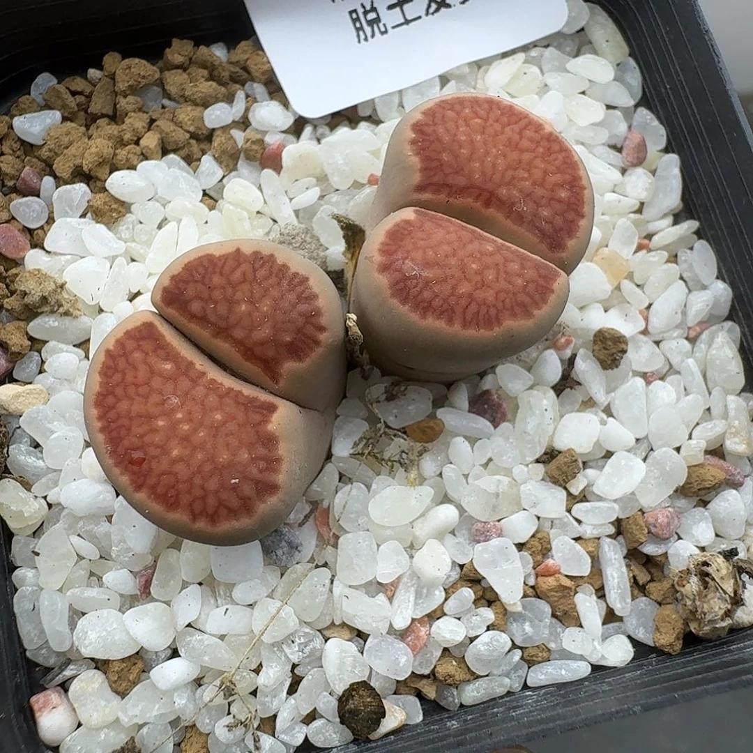 923多肉哈哈哈哈哈哈哈