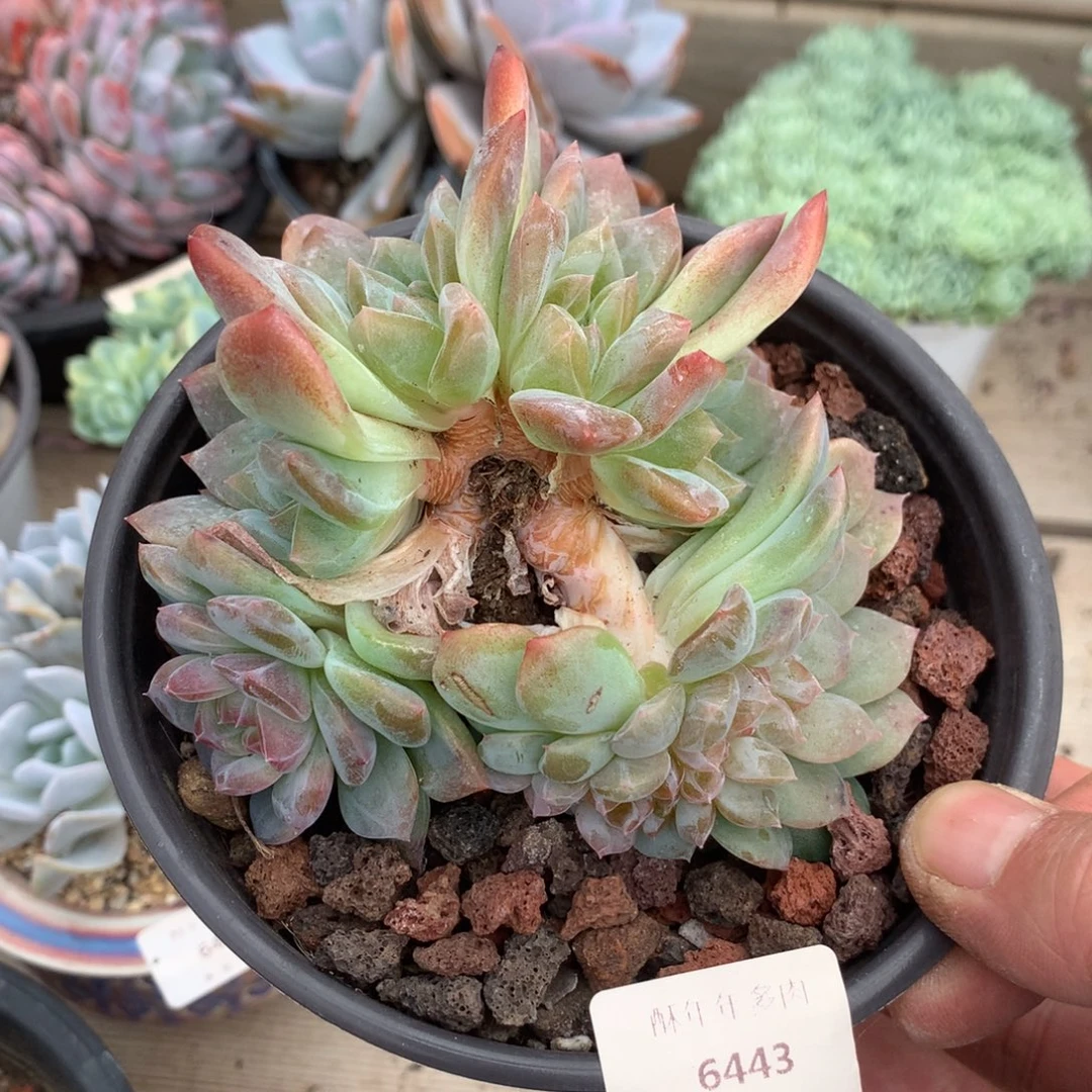 6443琥珀缀化一颗10.5厘米