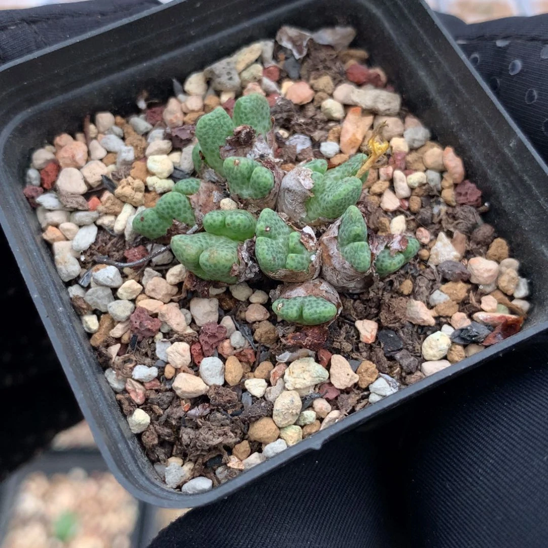 a393鹿角斑马母本