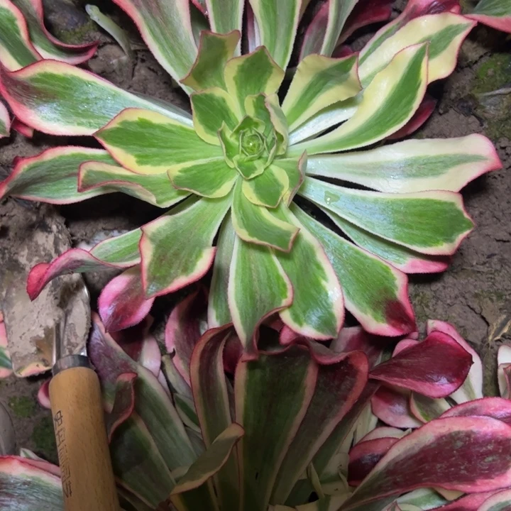 11753南量魅影多肉植物