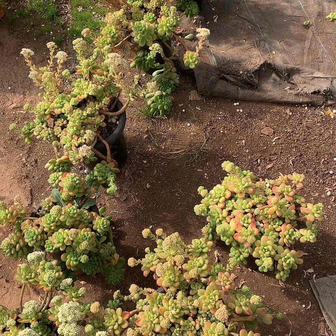 外播多肉香格里拉19.8