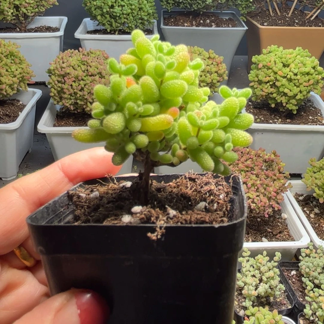 006蜜桔糖球优选枝干