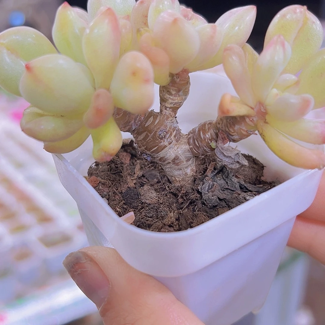 老桩比尔盖茨群生19包邮