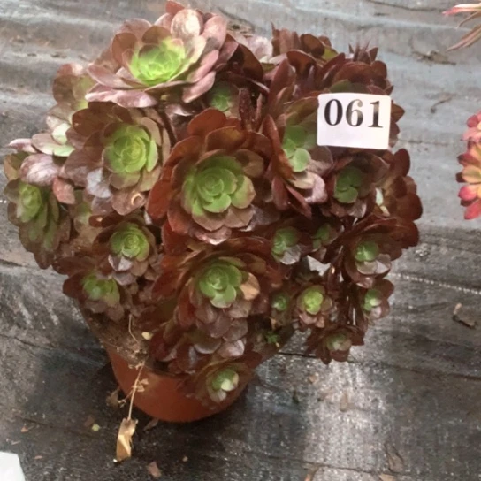 多肉植物黑骑士061