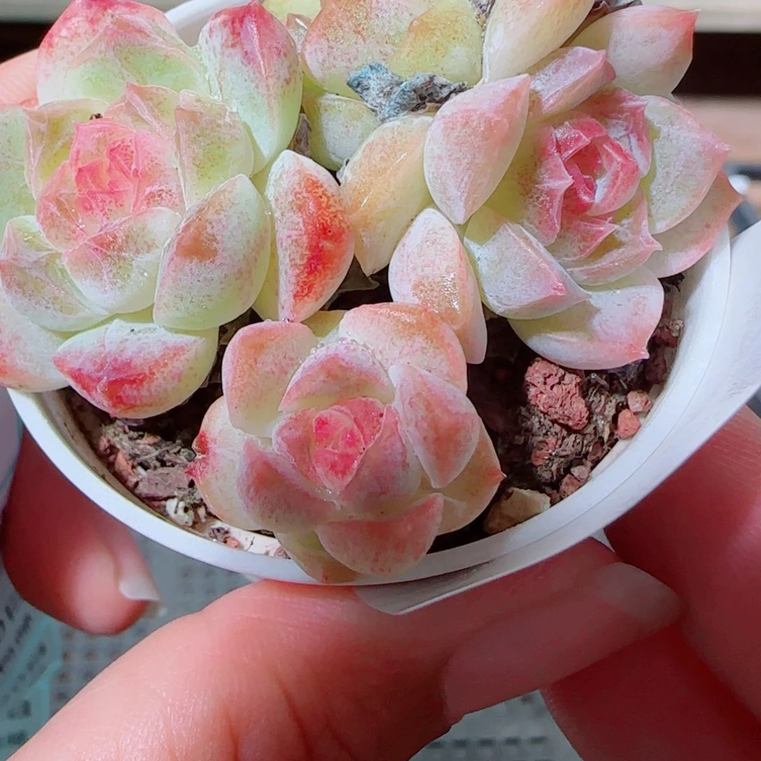 花语逸镜1020-122溏心珍妮裙