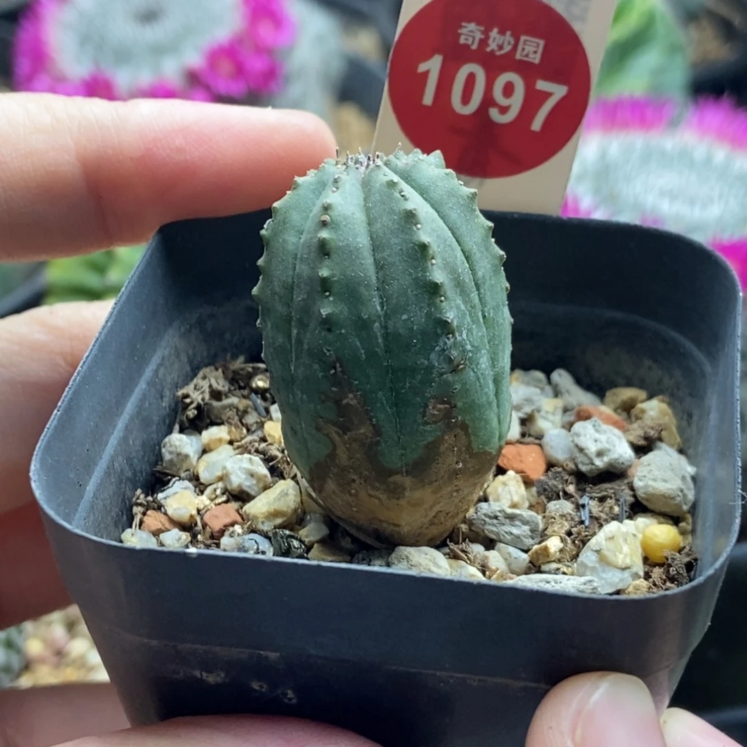 实生老斑布纹球一棵