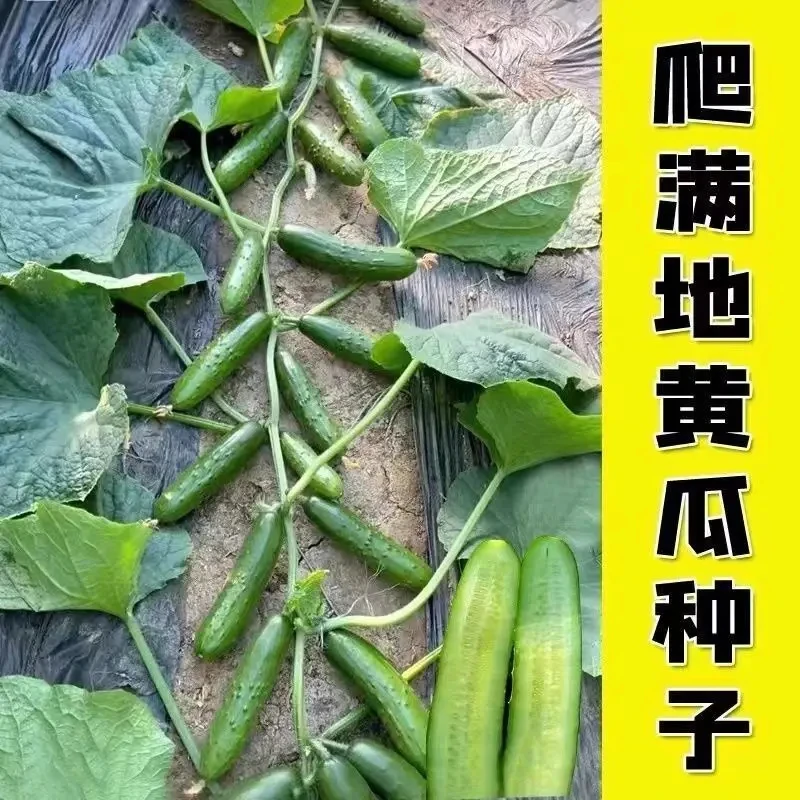【五袋包邮】瓜满架黄瓜无架黄瓜种子爬满地种籽孑四季春