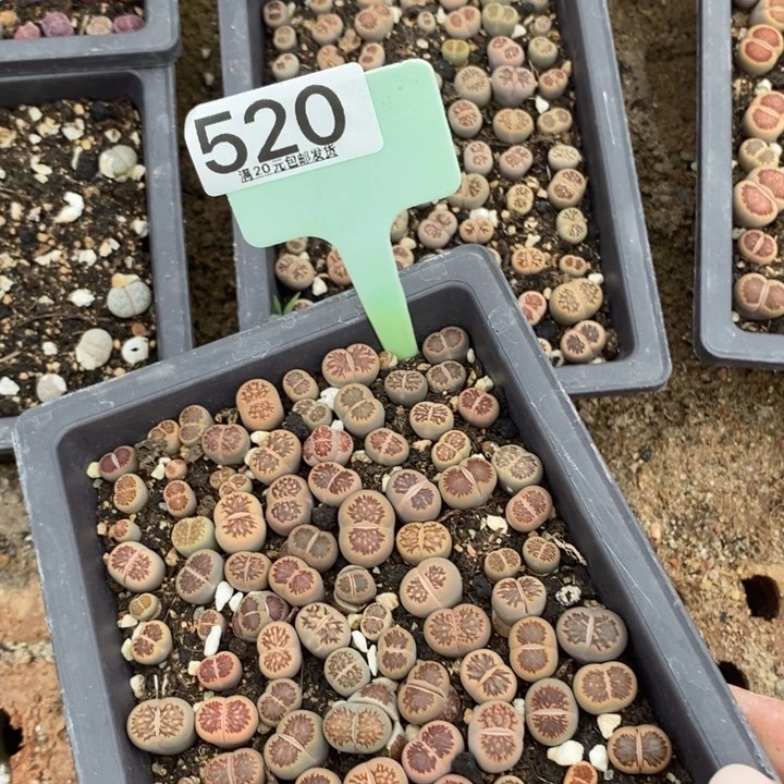 /*生石花小苗520