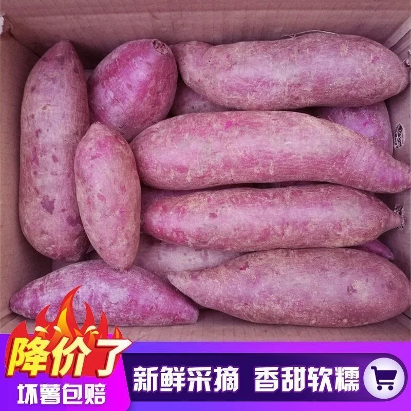 正宗紫薯新鲜现挖农家自种沙地紫罗兰紫心薯红薯蜜薯山芋地瓜番薯