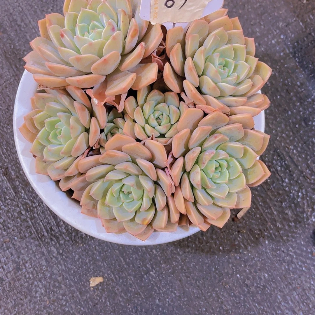茉***。00000000000000065