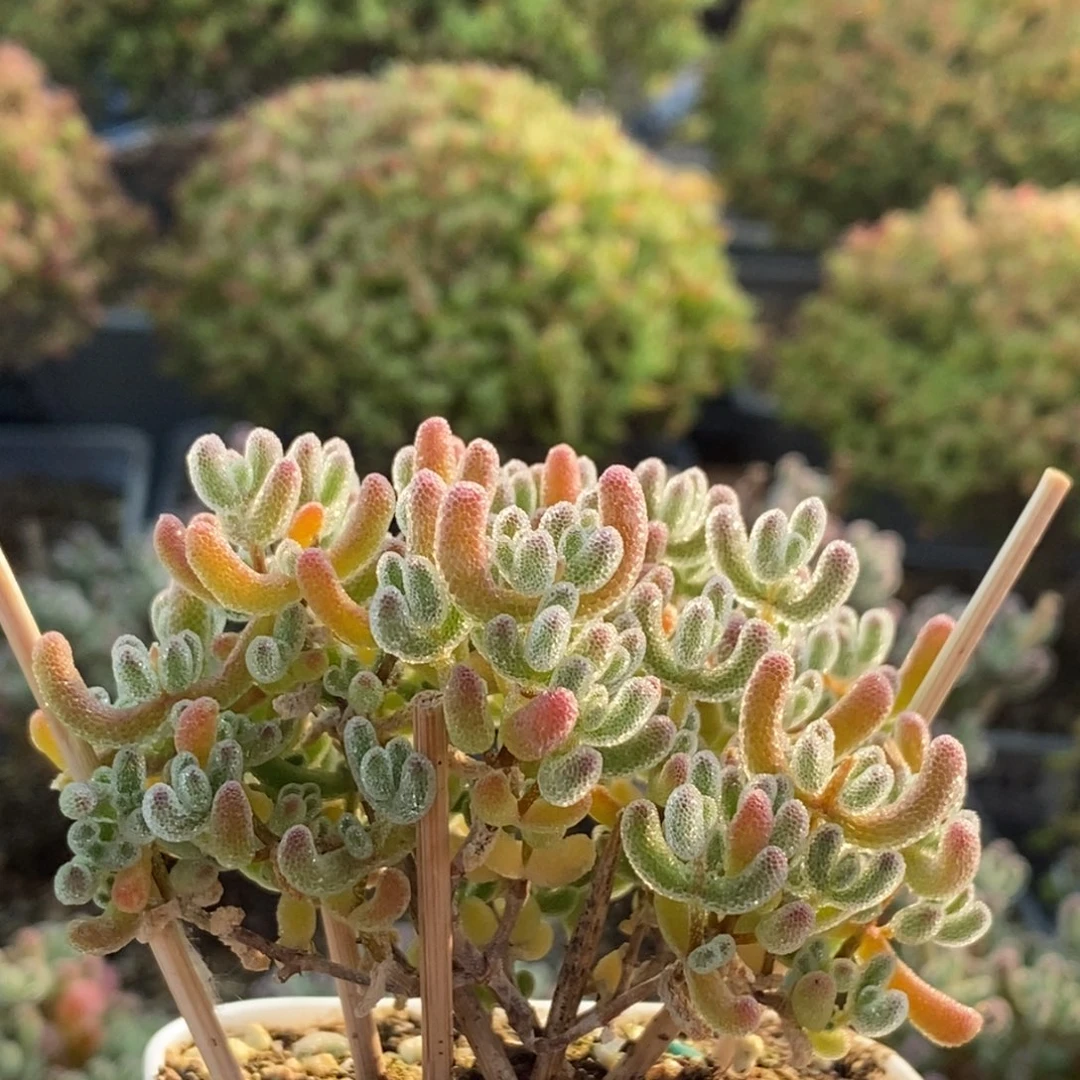 优选冰晶2618枝干番杏