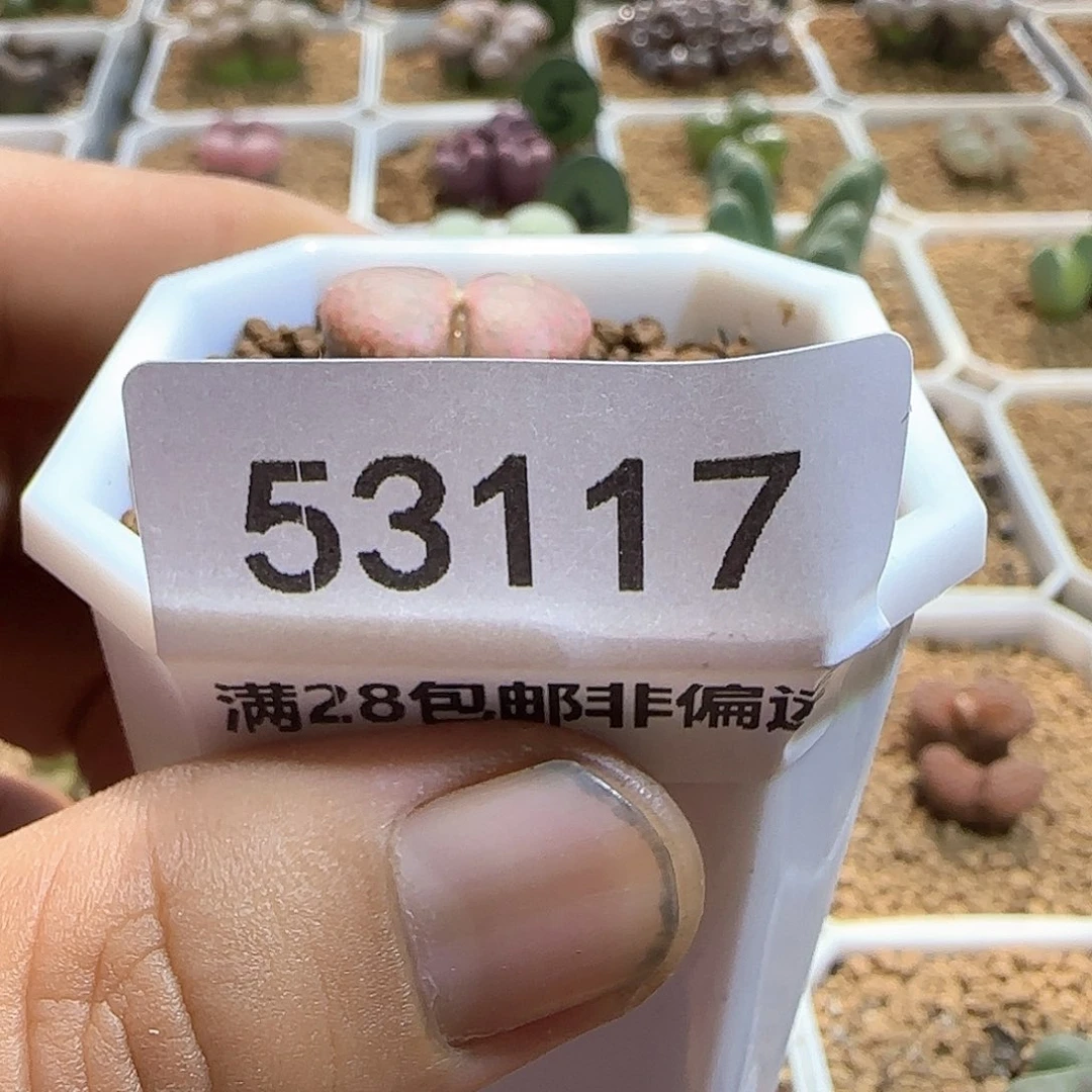 d***o六点半。                 哈哈