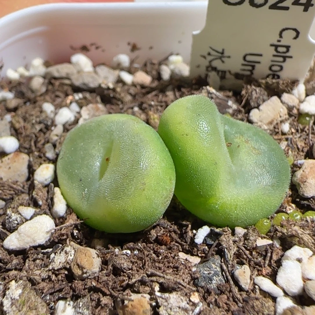 肉锥多肉植物组合-水晶鞋1680