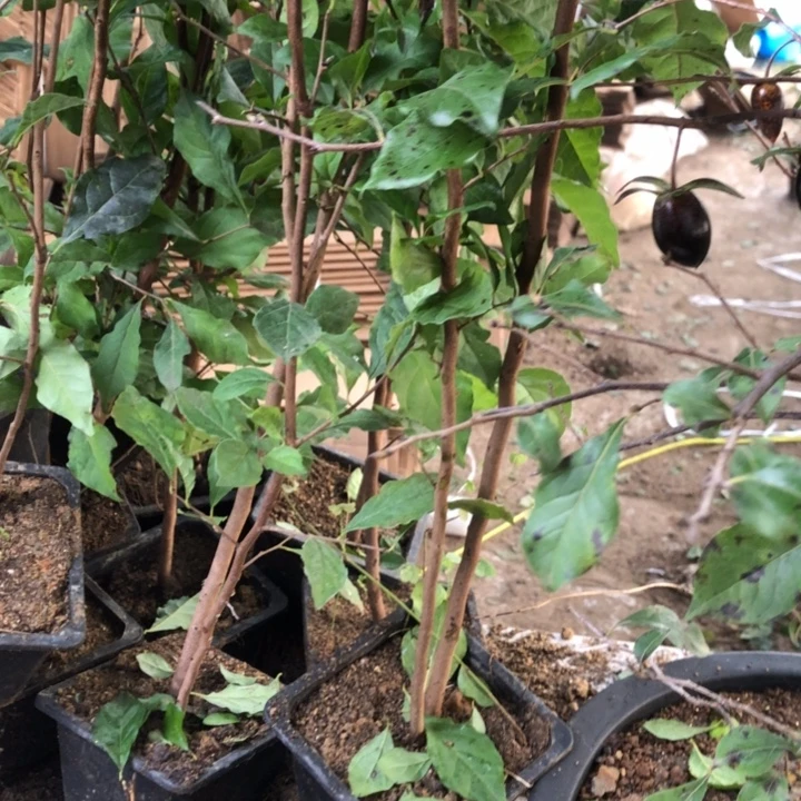 无花朵老鸭粉丝汤汤喝到