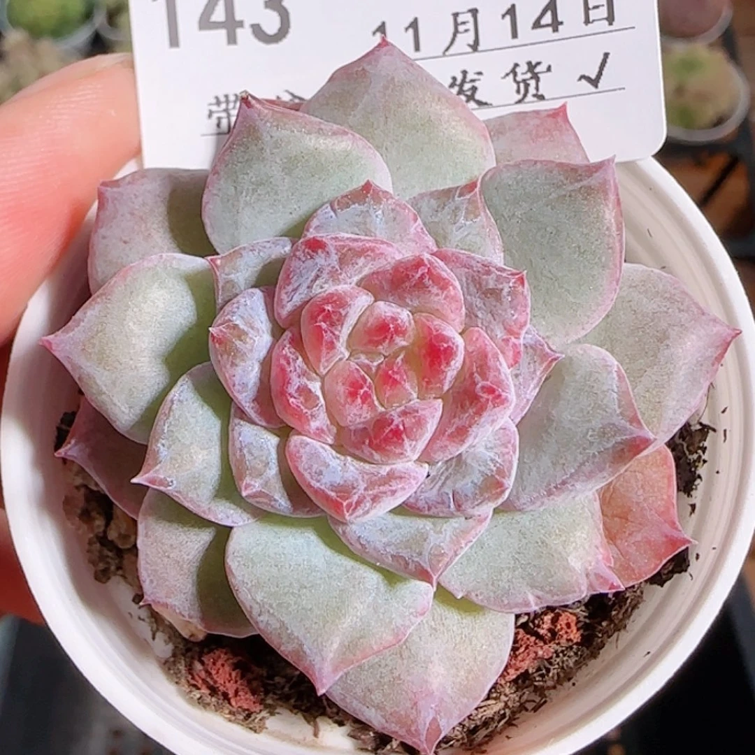 1114------143福利