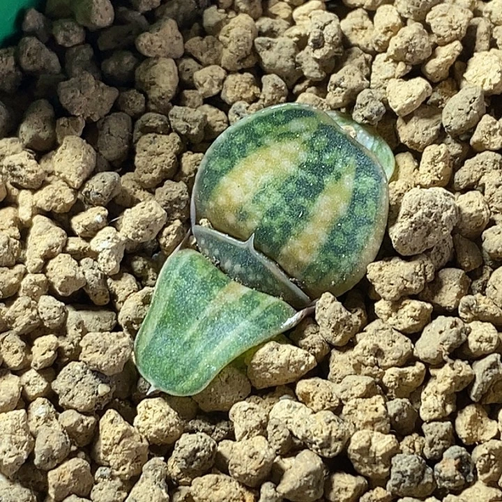 不带盆脱土裸根发货