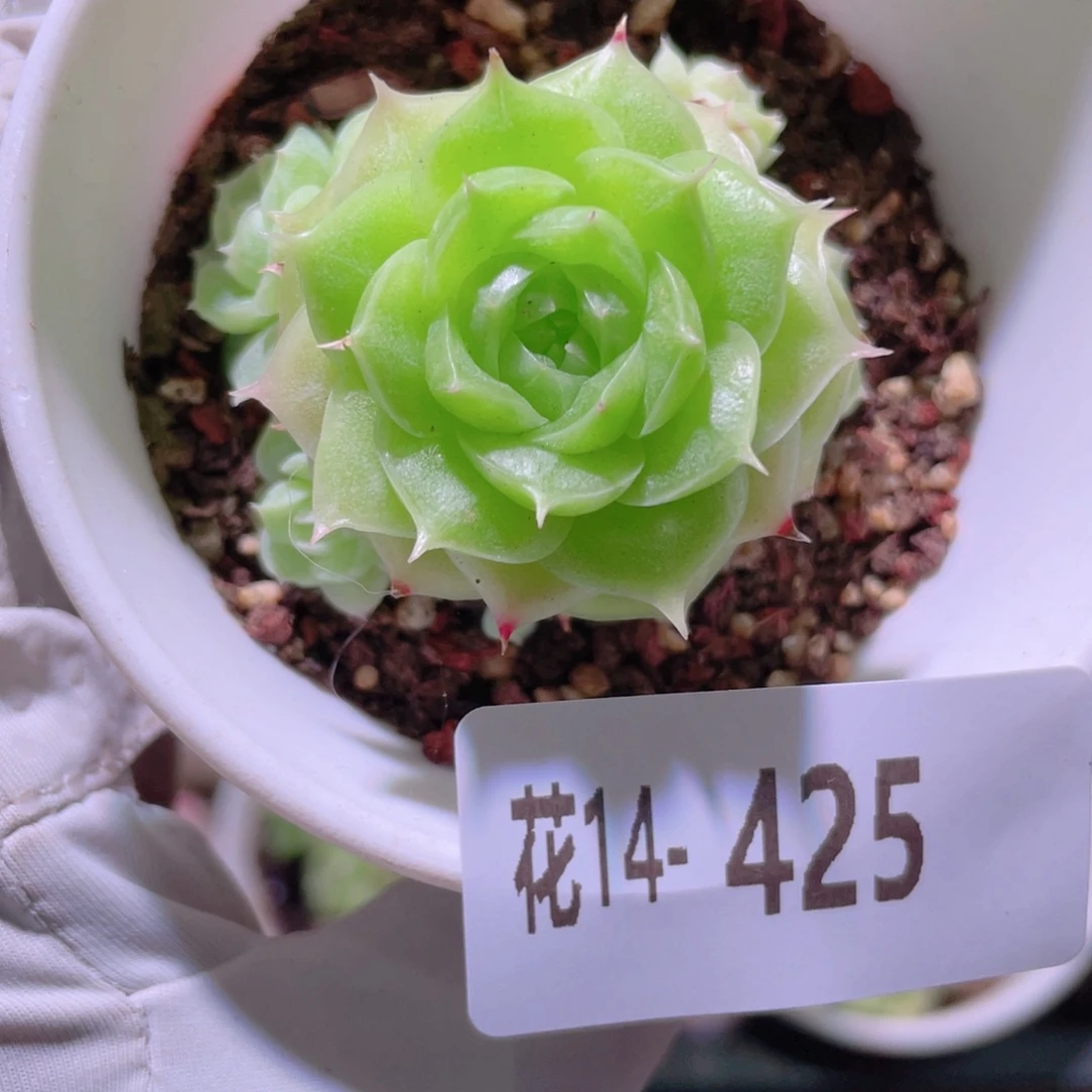 花利美14-425海王