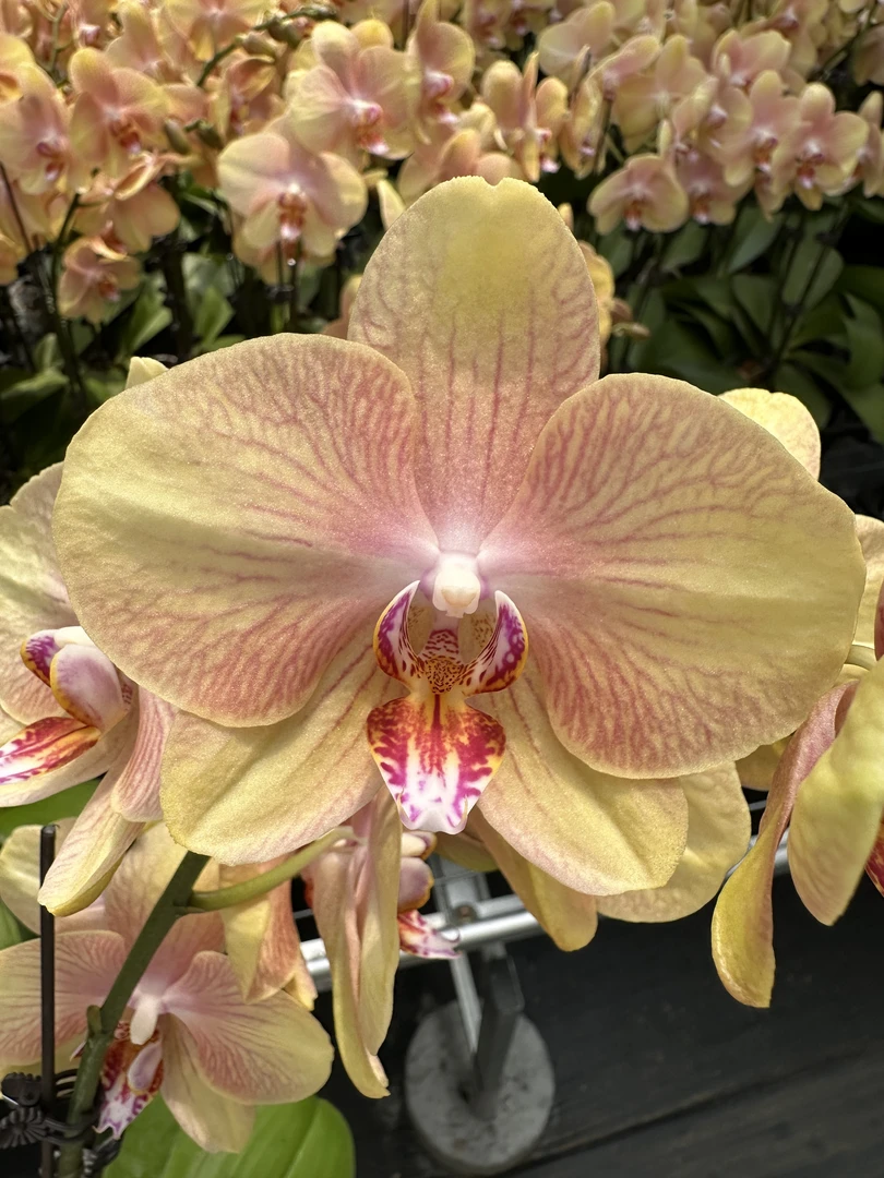 兰屿 LYSLAND【彩云 3.0寸】蝴蝶兰鲜花盆栽