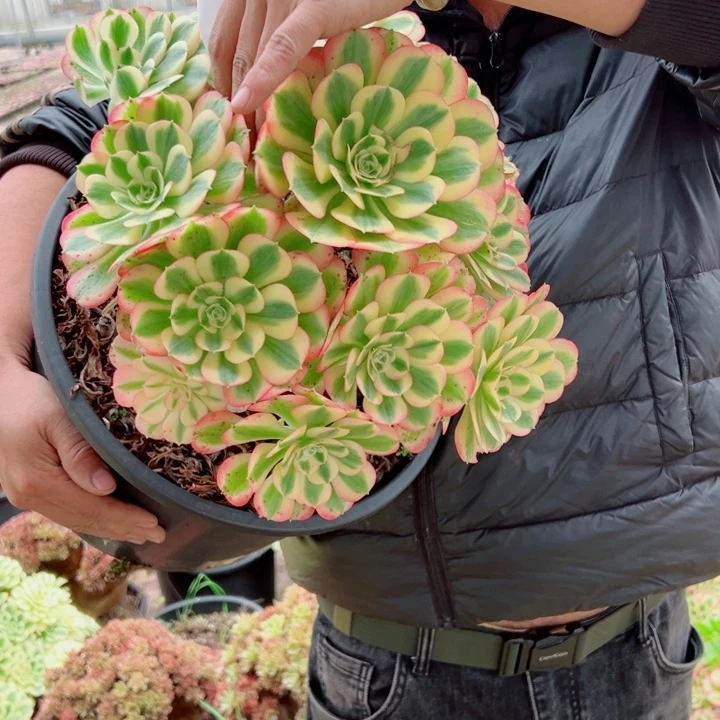 女巫5加伦15号多肉法师