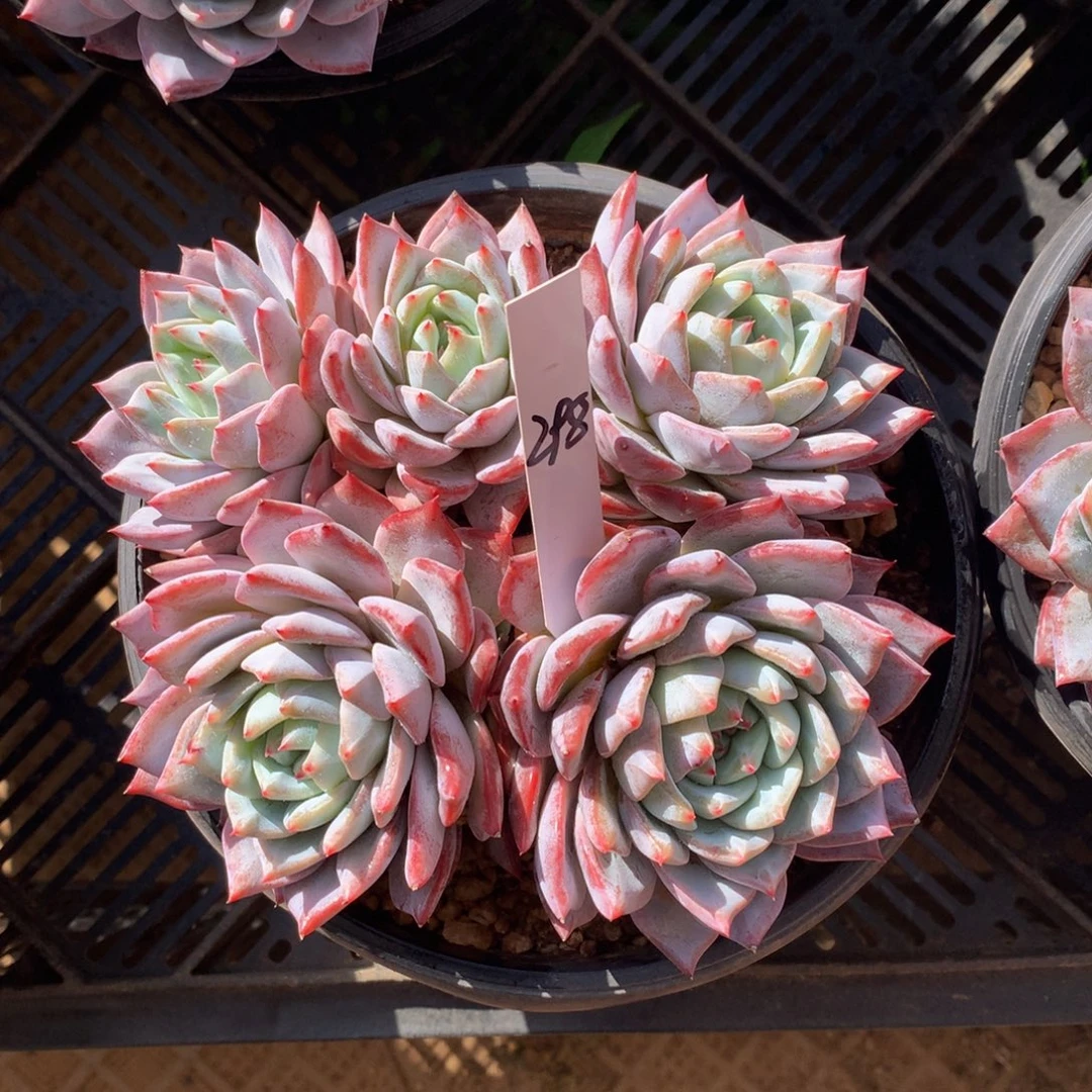 粉蓝鸟7272727272727