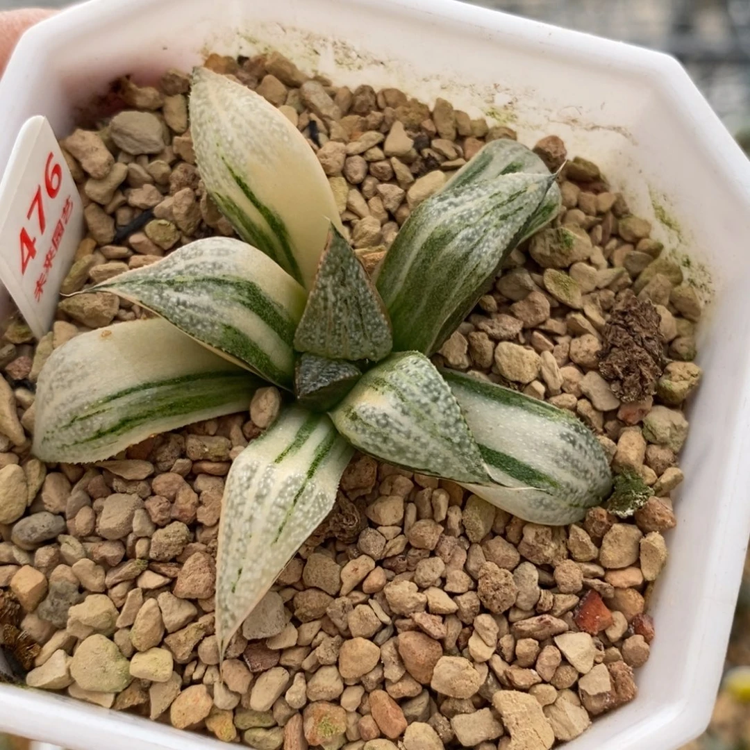 476青蟹寿锦一物一图