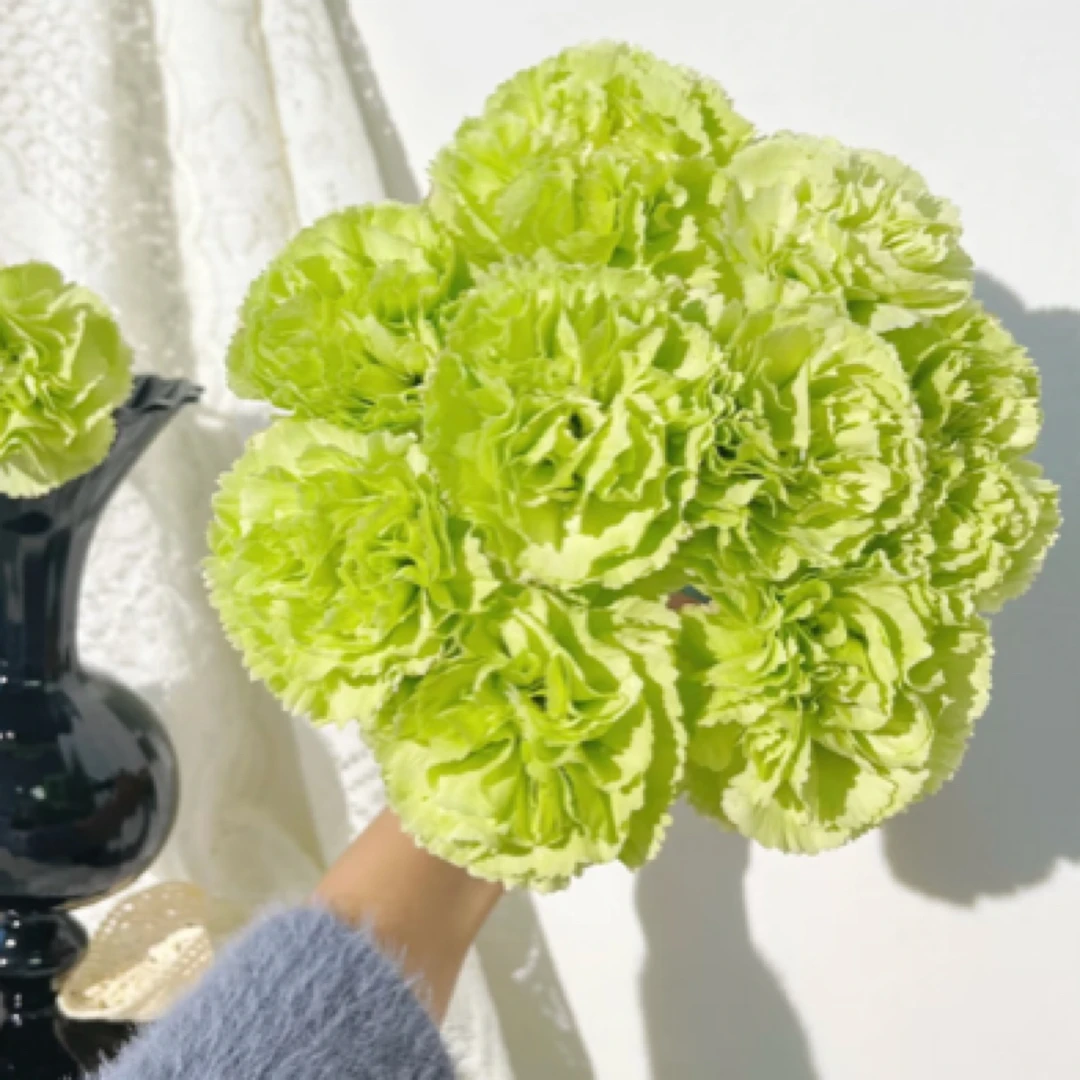 海贝单头康乃馨20支昆明基地直发情人节送礼家庭插花