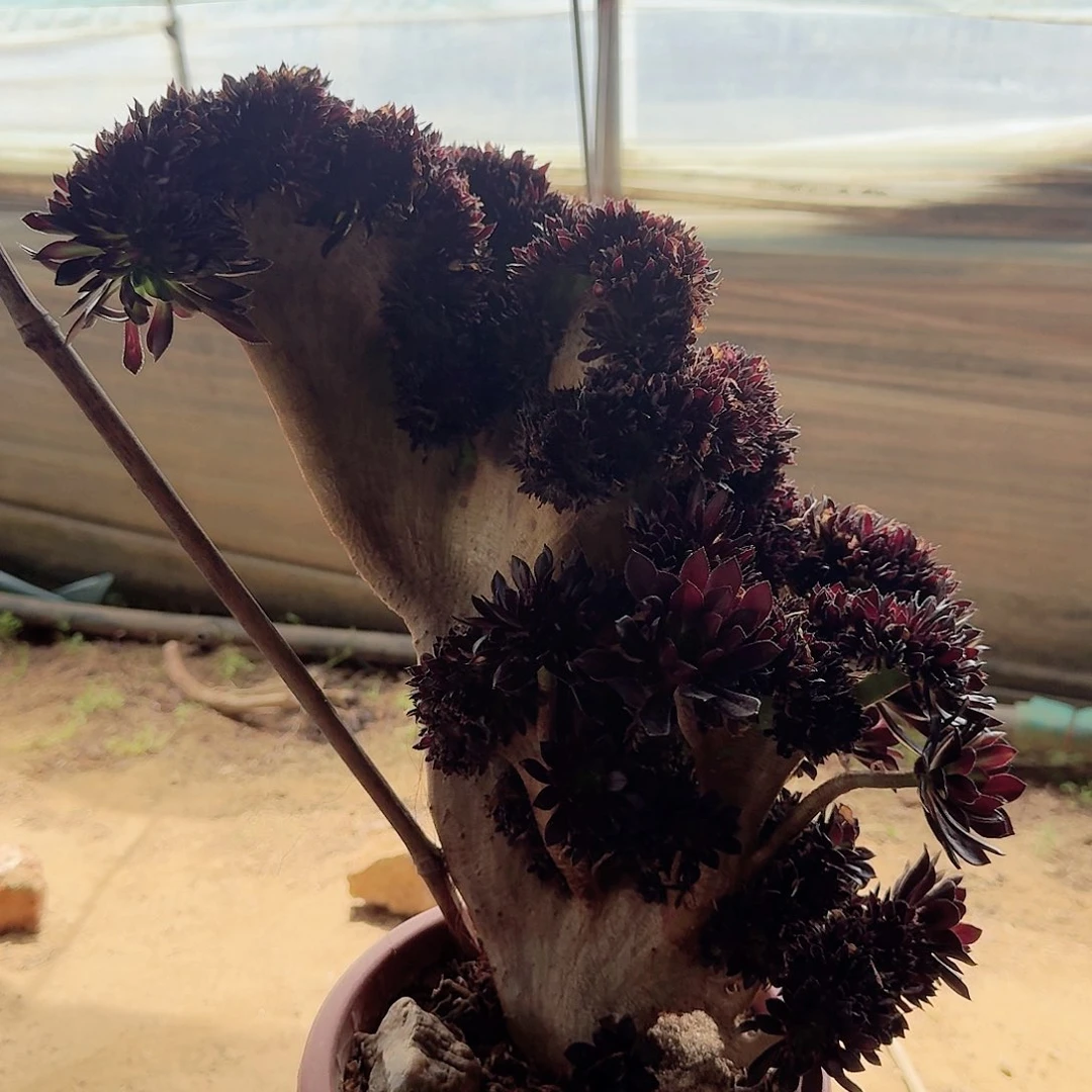 734黑法师一颗有伤