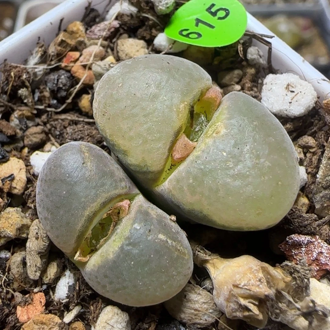 1.8/2.2多肉植物615
