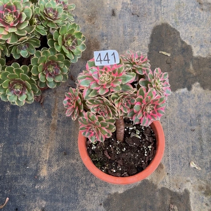 用***000000000441云荷0000