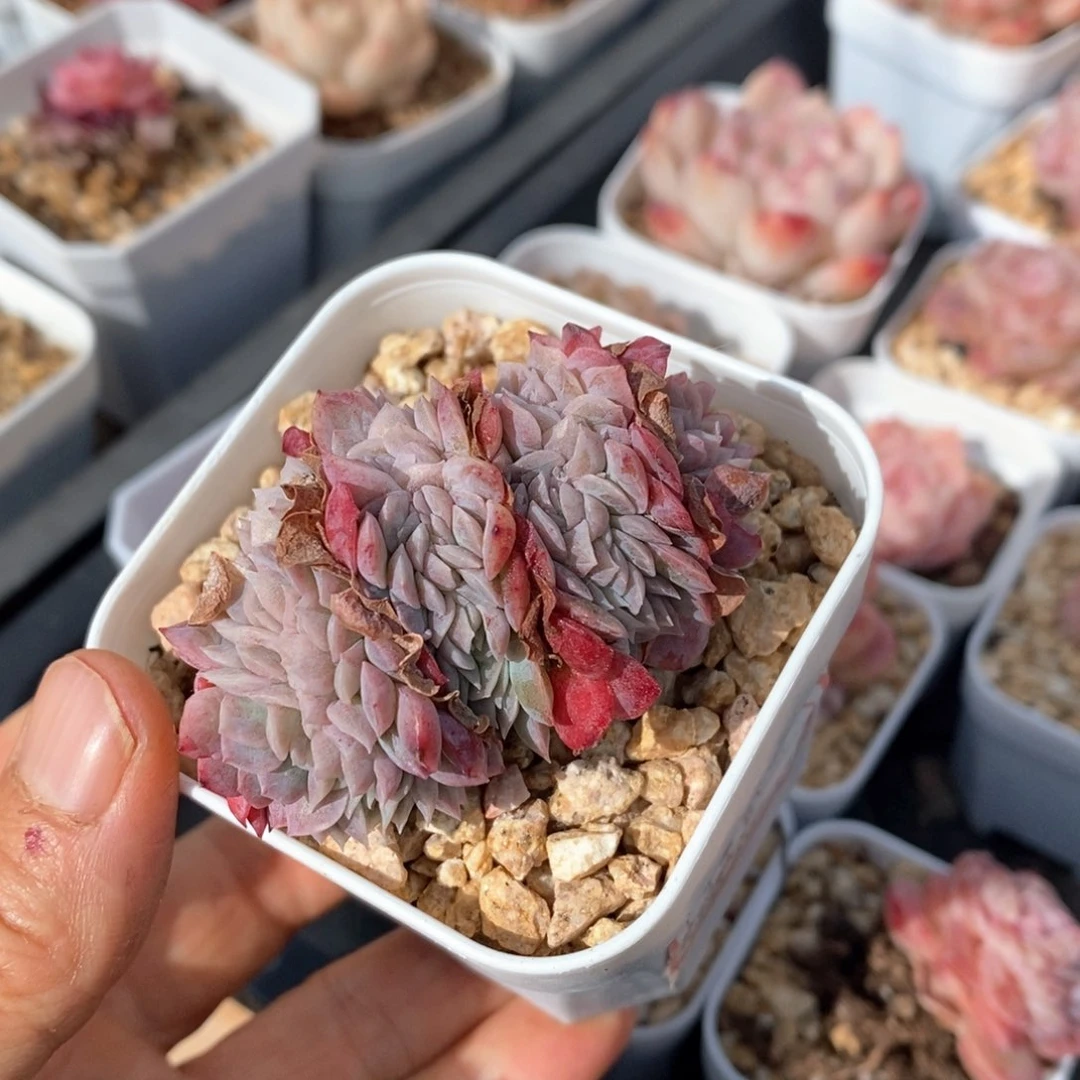 精品多肉一物一拍不包整165