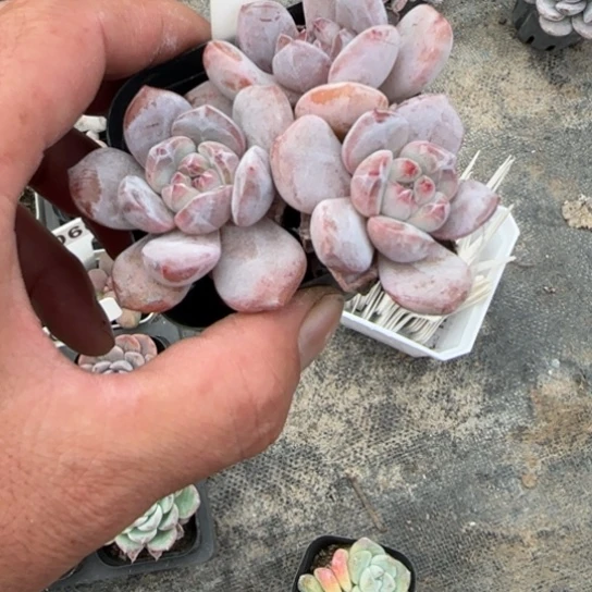 ****47星影多肉植物多