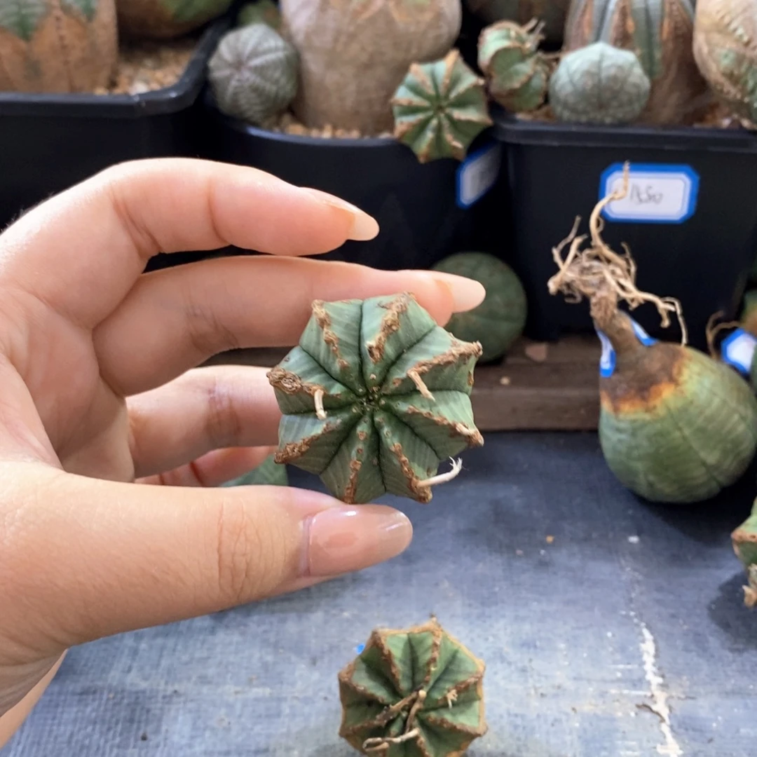 十***中原产地布纹球 一物一拍