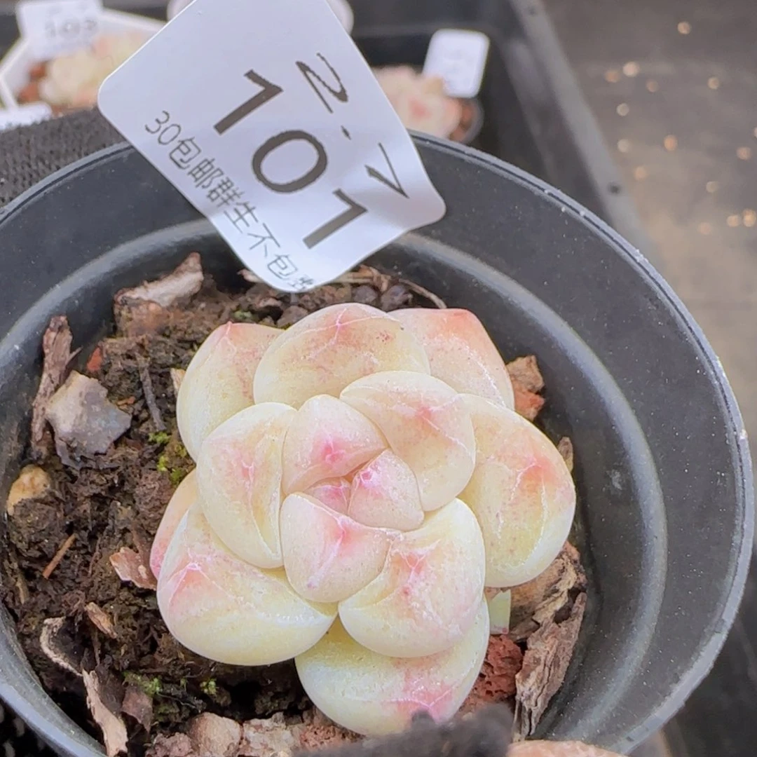 白体冰玉单头一颗脱土