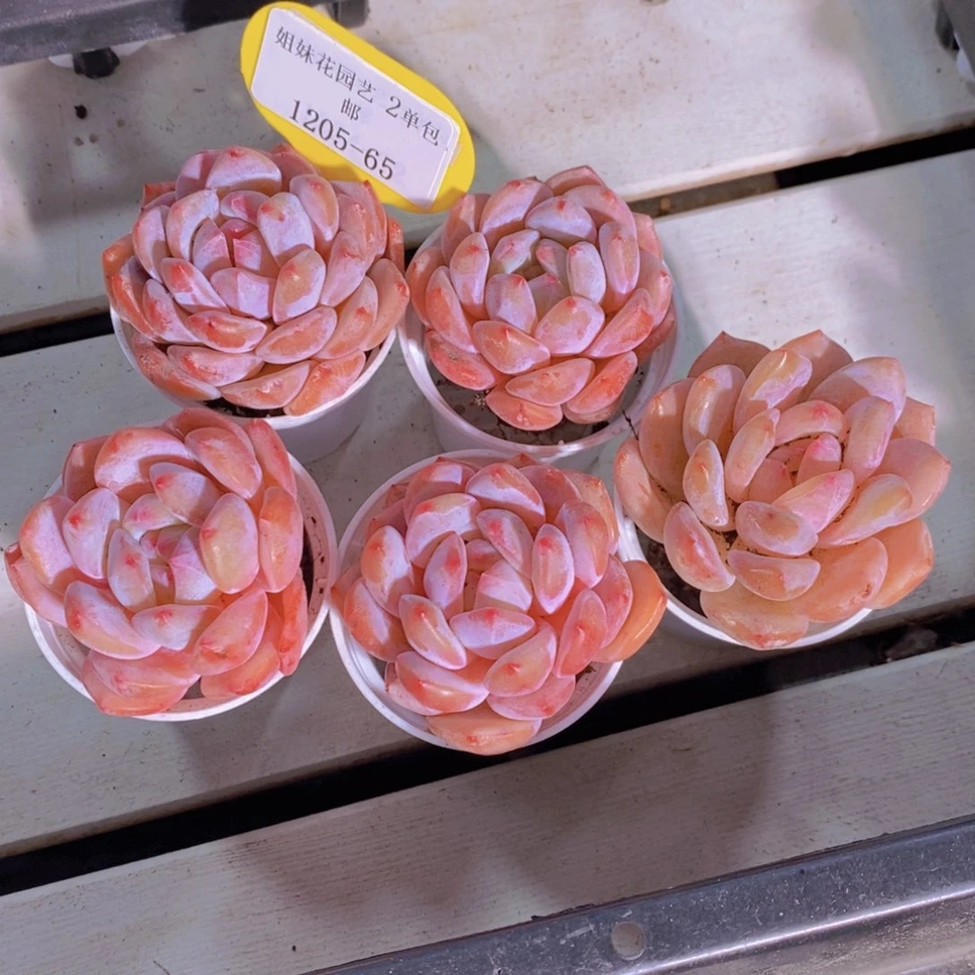 1205-65-精品奶油果冻韩橙单头五个