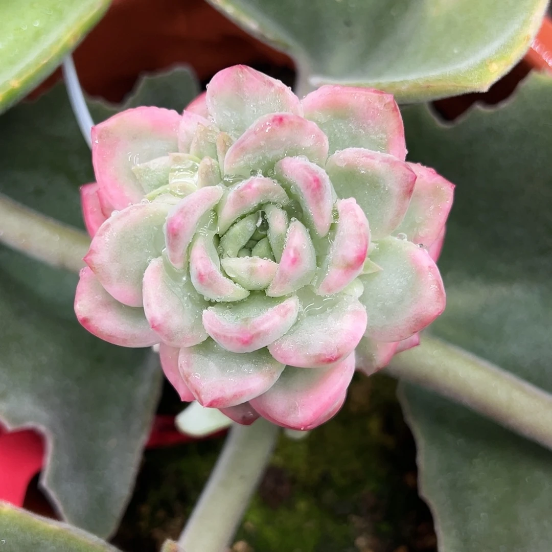 冰月亮锦嫁接多肉