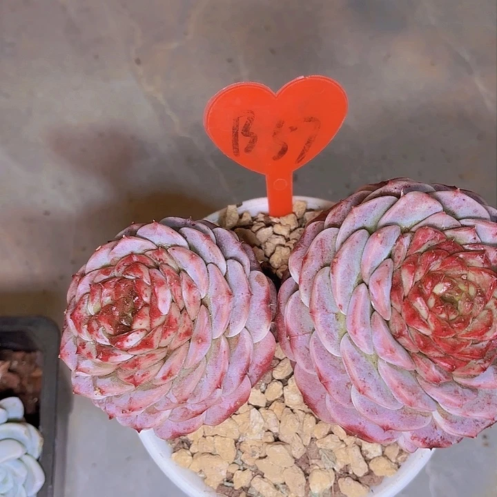 冯**过天鹅绒一物一拍B57