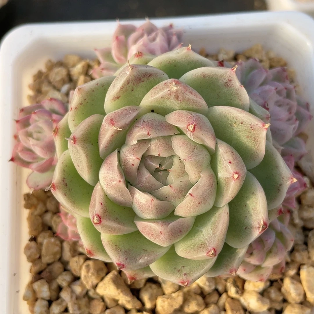 【闪购商品】15麦秆群